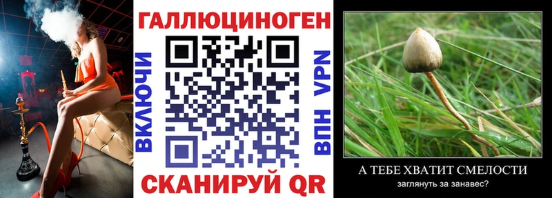 Купить где  Нея  Галлюциногенные грибы Psilocybe 